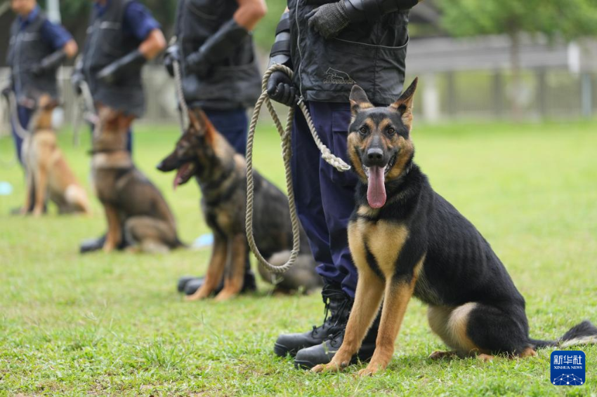 4月16日，香港特区政府警务处警犬队警员在训练。