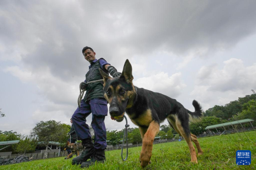 4月16日，香港特区政府警务处警犬队警员在训练。