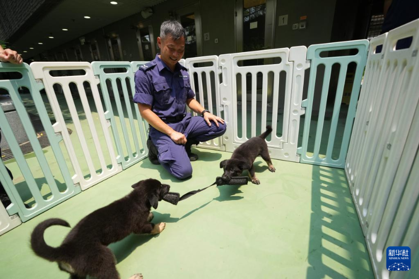 4月16日拍摄的年幼警犬。