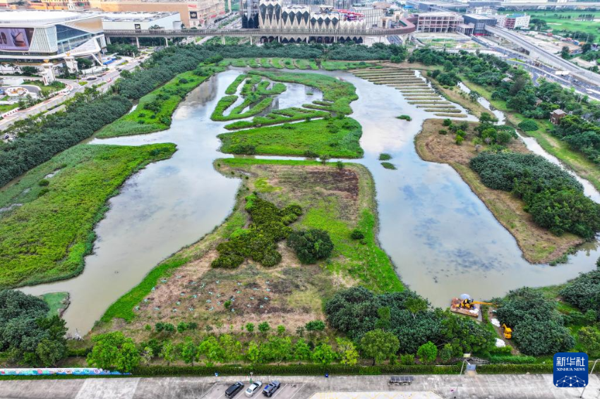 澳门路氹城生态保护区（2026年5月26日摄，无人机照片）。 