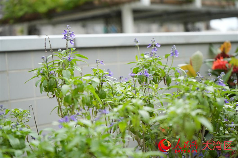 澳门旅游大学香草种植区。 澳门旅游大学香草种植区。