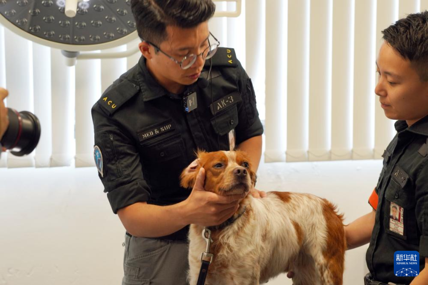 这是机场保安犬只在接受医疗检查(6月8日摄)。 这是机场保安犬只在接受医疗检查(6月8日摄)。
