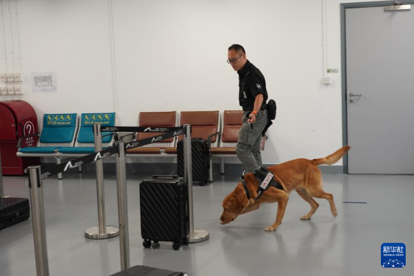 这是机场保安犬只在进行搜索训练(6月8日摄)。 这是机场保安犬只在进行搜索训练(6月8日摄)。