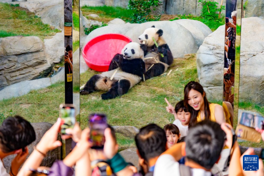 6月30日,在香港海洋公园,媒体记者拍摄双胞胎大熊猫“加加”和“得得”。 6月30日,在香港海洋公园,媒体记者拍摄双胞胎大熊猫“加加”和“得得”。