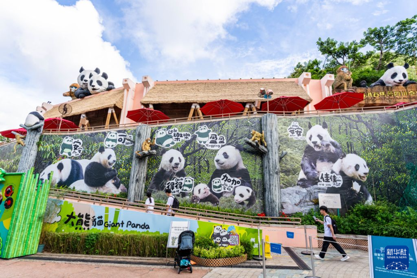 6月30日,在香港海洋公园,游客从大熊猫照片墙前走过。 6月30日,在香港海洋公园,游客从大熊猫照片墙前走过。