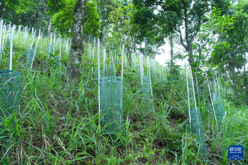 这是6月2日在香港大帽山嘉道理农场暨植物园拍摄的幼苗保护器。