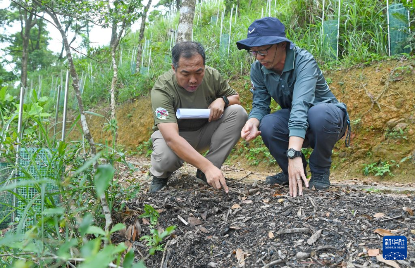 6月2日，嘉道理农场暨植物园植物保育部高级生态学主任张金龙（左）与高级树艺师张优骏在查看生物炭、枯枝和落叶混合而成的覆盖物。