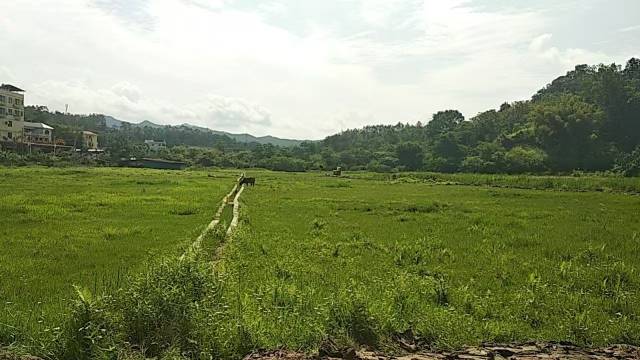 部分撂荒土地现状
