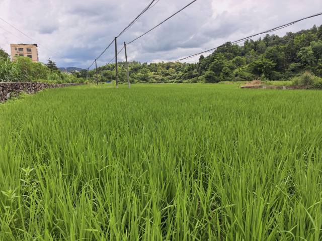 撂荒土地复种后的稻田