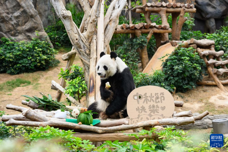 9月23日，香港海洋公园为大熊猫准备了中秋大餐。