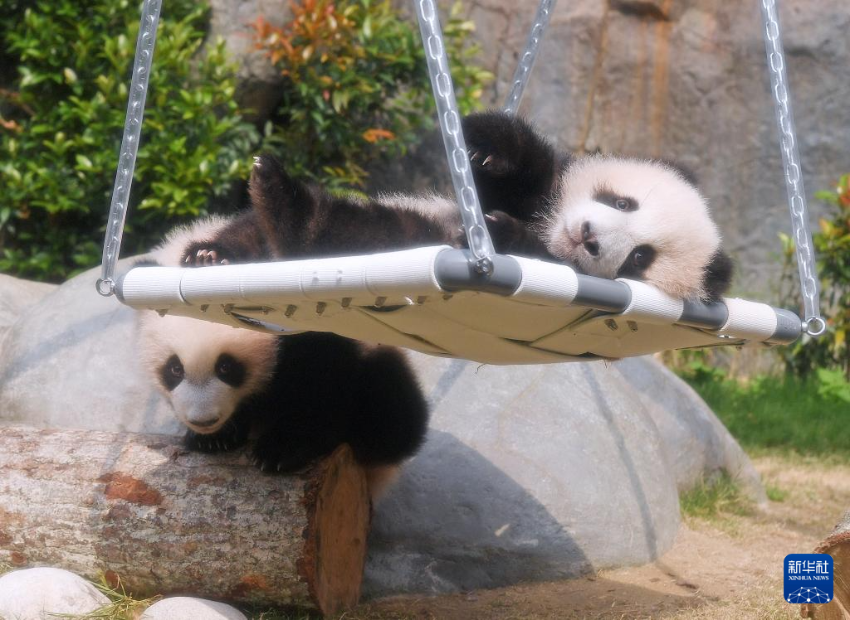 2月15日，大熊猫宝宝在香港海洋公园“大熊猫之旅”熊猫生活场馆内玩耍。
