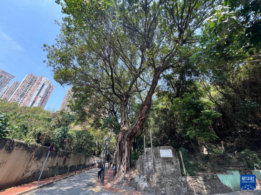 这是位于澳门凼仔龙环葡韵附近的假菩提树（3月15日摄）。