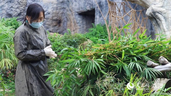 莫咏娴正在大熊猫馆工作。