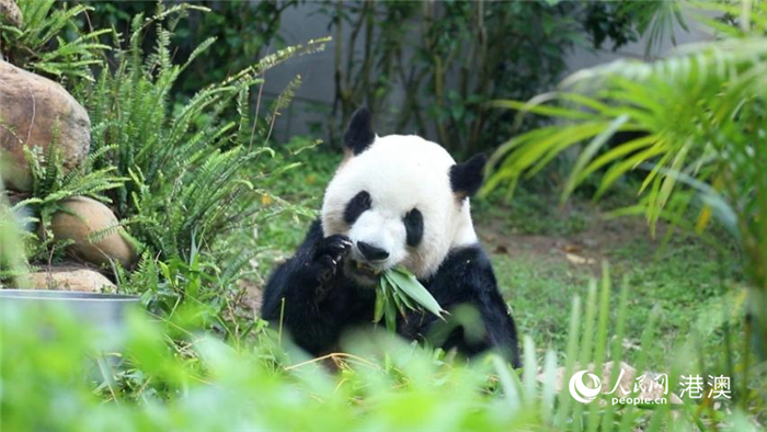 大熊猫爸爸“开开”正在享用早餐。