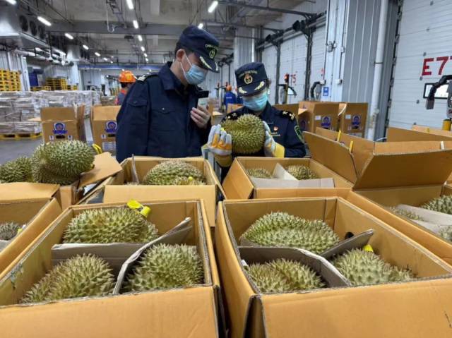 海关关员对进口榴莲进行查验。图源：广州日报