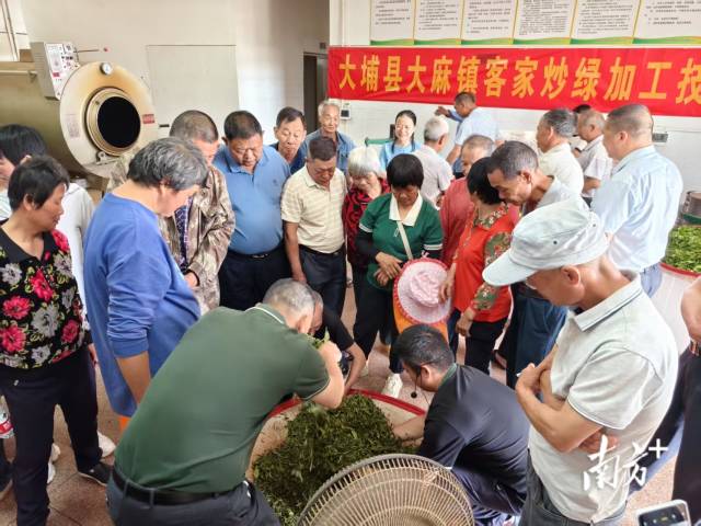 大埔县大麻镇举办客家炒绿加工技术培训班