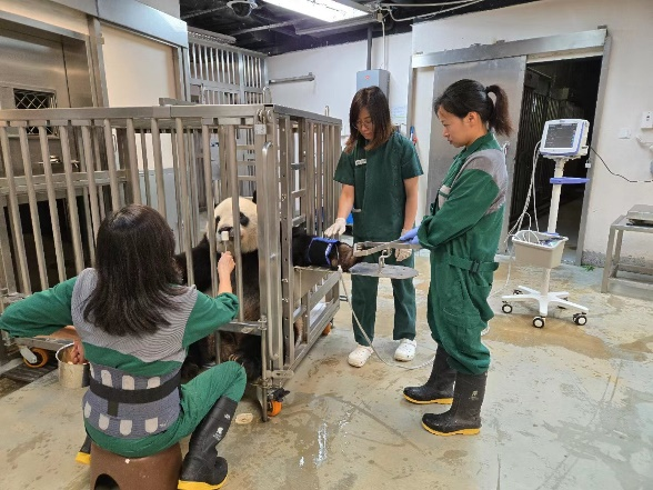 图为大熊猫配合饲养员进行健康检查。
