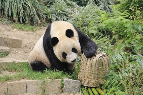 饲养员将美食装进麻袋、藏在竹篓下，让大熊猫玩寻宝游戏。