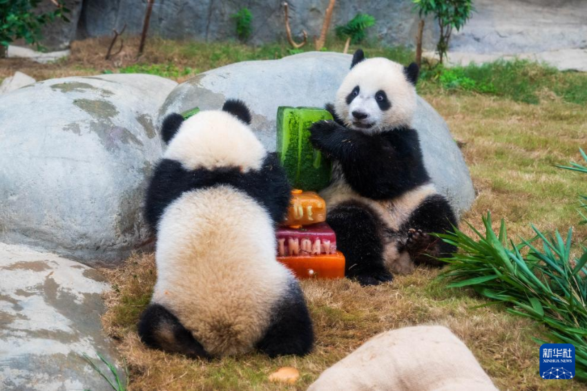 8月15日，大熊猫宝宝“加加”（左）“得得”在香港海洋公园庆祝一岁生日。