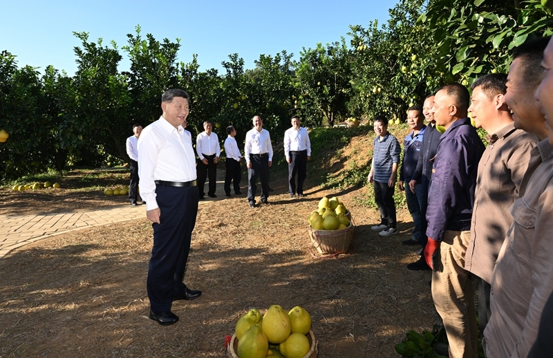 　11月7日至8日，中共中央总书记、国家主席、中央军委主席习近平在广东考察。这是7日下午，习近平在梅州市梅县区雁洋镇南福金柚种植基地考察时，同果农和农技人员亲切交流。图片来源：新华网