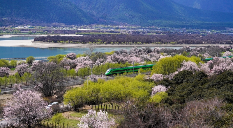 2025年4月2日，复兴号列车穿行在拉林铁路林芝段。图片来源：新华网