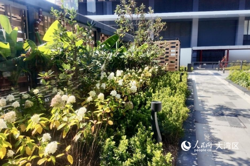 “神农本草园”是香港首个以岭南药用植物为主题的植物园。