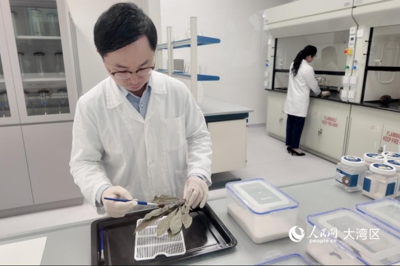 政府中药检测中心永久大楼内，科研人员正在工作。