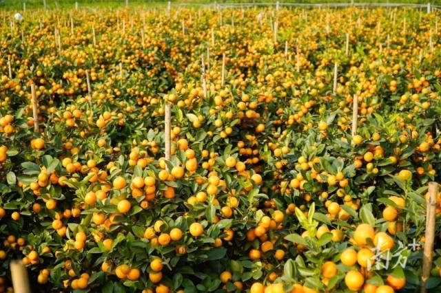 32家企业销售额提升110%！“广货行天下”实现开门红