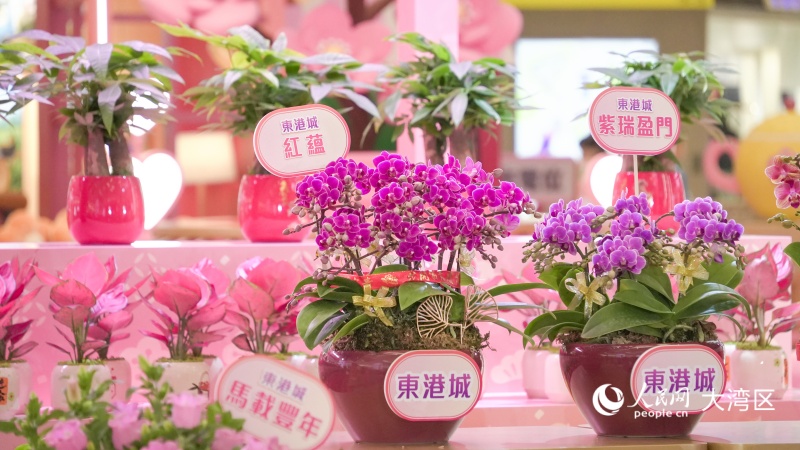 香港本地培育的全新兰花品种首度亮相。