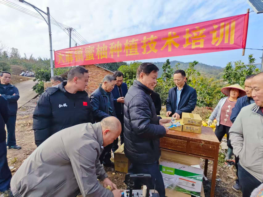 广东省委港澳办驻大麻镇帮镇扶村工作队开展蜜柚种植培训 赋能大埔乡村振兴 广东省委港澳办驻大麻镇帮镇扶村工作队开展蜜柚种植培训 赋能大埔乡村振兴