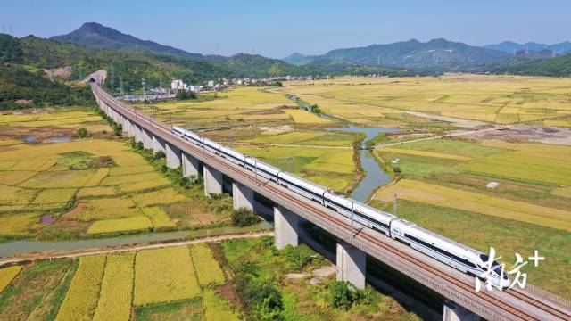 惠州市高铁运营里程居全省第一。图为厦深高铁列车穿过惠东县金色的稻田。