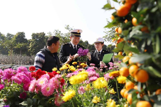 拱北海关所属中山海关关员对供澳年花开展属地查检。 黄妙双 摄 拱北海关所属中山海关关员对供澳年花开展属地查检。 黄妙双 摄