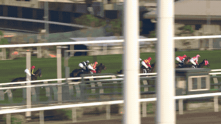 中国香港：以“马”为媒 激发蓬勃发展活力 