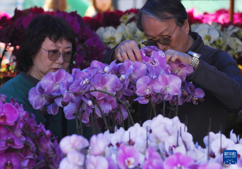 2月11日,在香港维多利亚公园,市民在购买年花。 2月11日,在香港维多利亚公园,市民在购买年花。