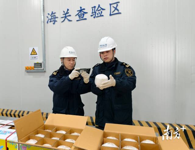 泰国椰青“鲜”达东莞。通讯员供图 泰国椰青“鲜”达东莞。通讯员供图