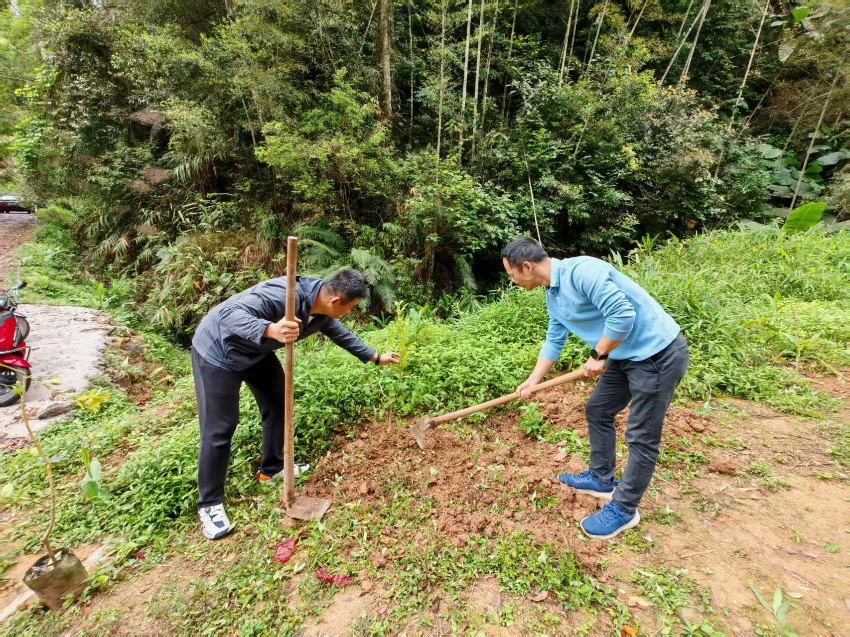 广东省委港澳办驻大麻镇帮扶工作队开展植树活动 助力绿美乡村建设 广东省委港澳办驻大麻镇帮扶工作队开展植树活动 助力绿美乡村建设