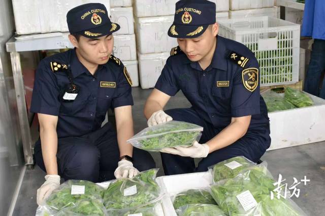供港蔬菜对通关效率提出了更高的要求。刘岚芬 杨雅轩 摄