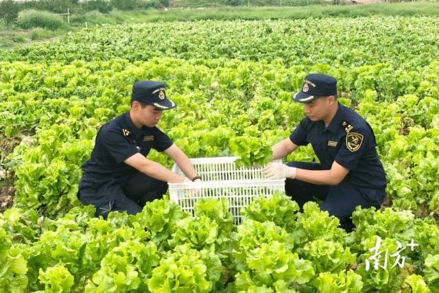 海关关员在查验蔬菜品质。刘岚芬 杨雅轩 摄